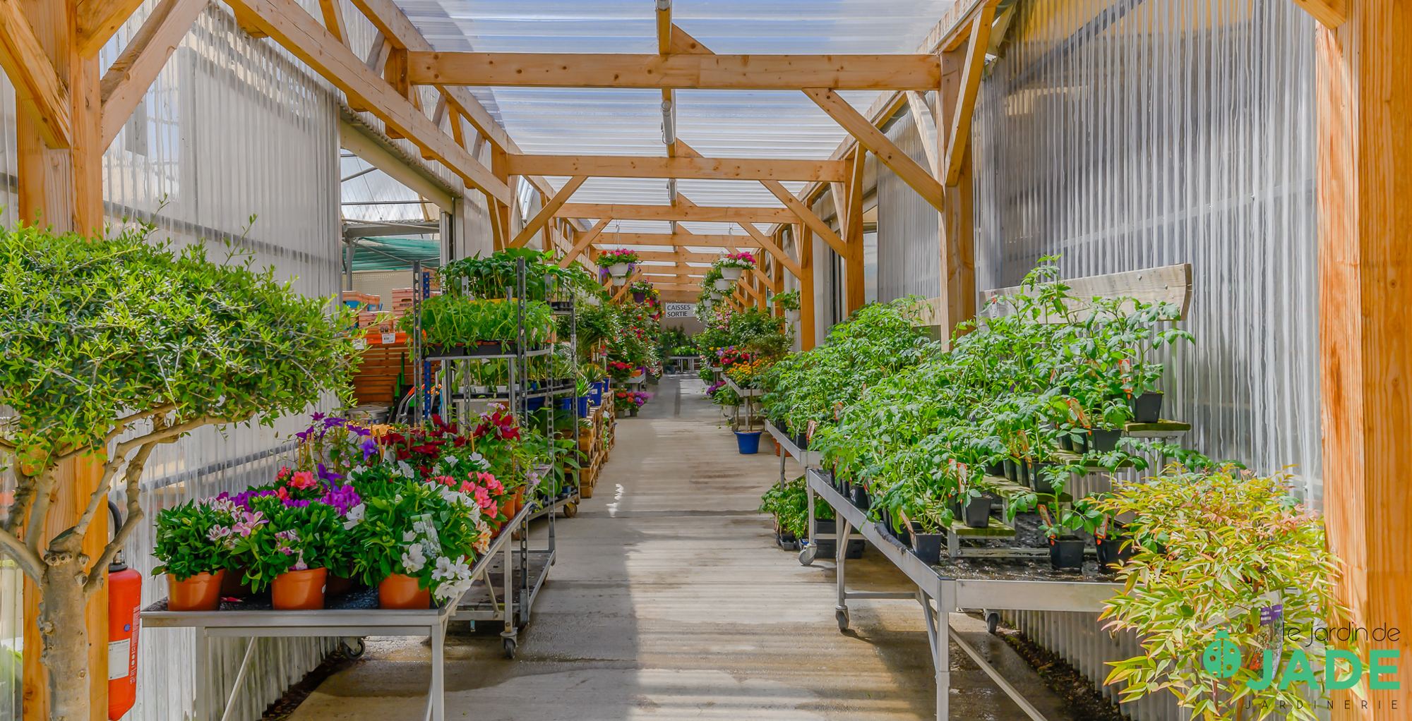 Une allée centrale dans une serre à charpente en bois, bordée de tables roulantes couvertes de plantes vertes et de fleurs colorées.