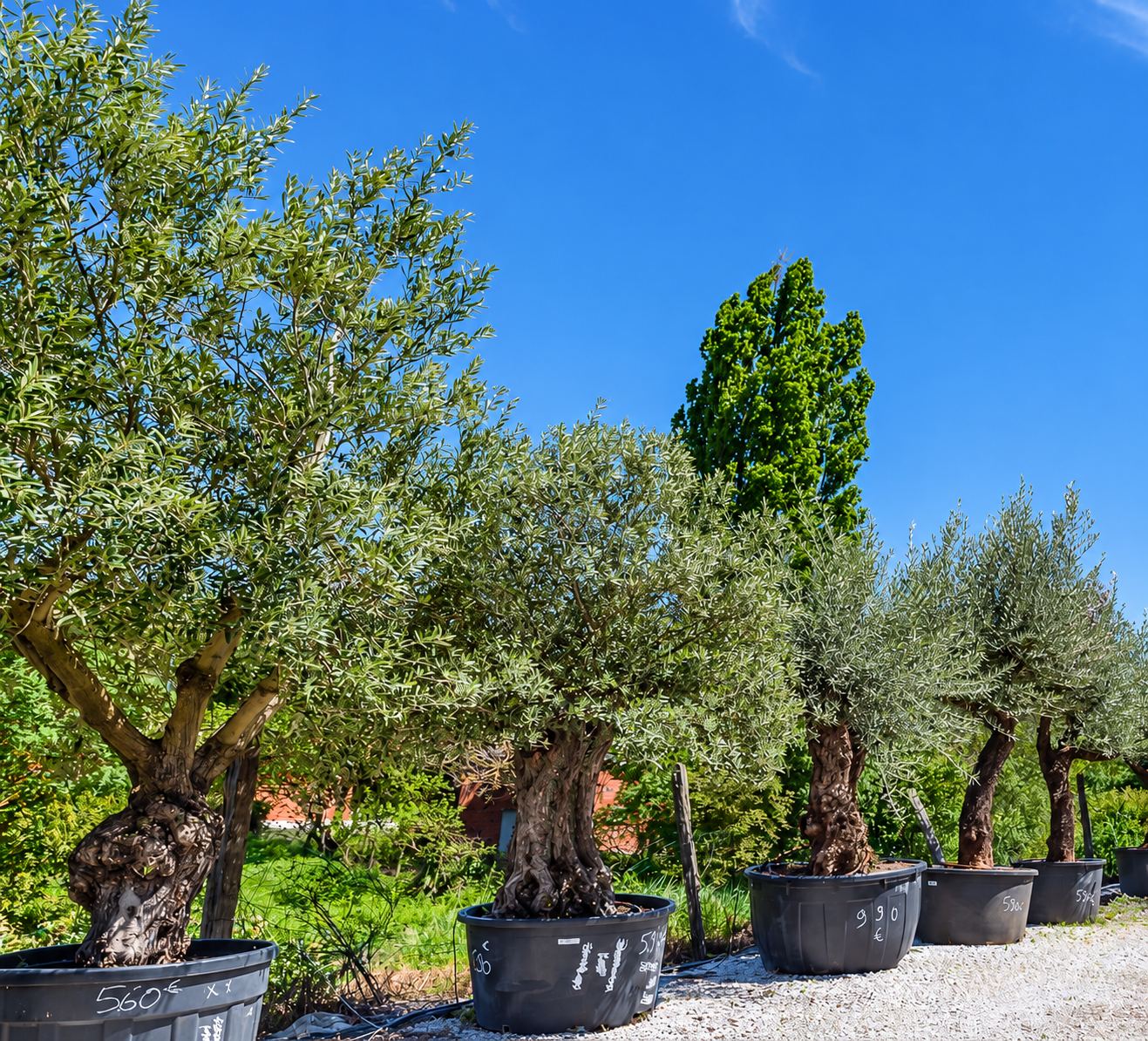 Plusieurs oliviers aux troncs noueux plantés dans de grands bacs noirs alignés sur du gravier, avec des prix inscrits à la craie et un ciel bleu en arrière-plan.
