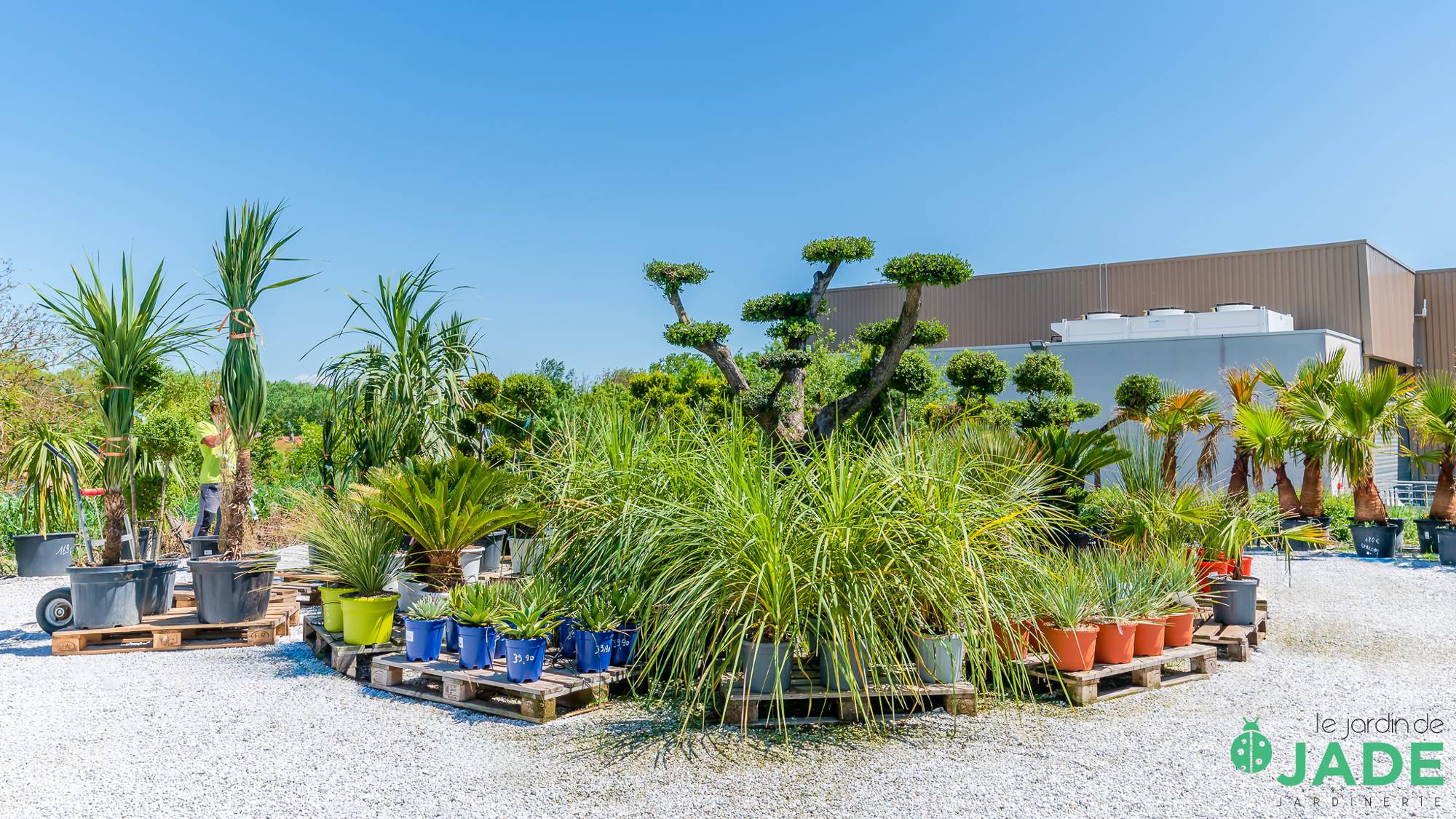 Des palmiers, des graminées et un arbre taillé en nuage sont exposés en pots sur des palettes, sur un sol de gravier blanc, sous un ciel bleu.